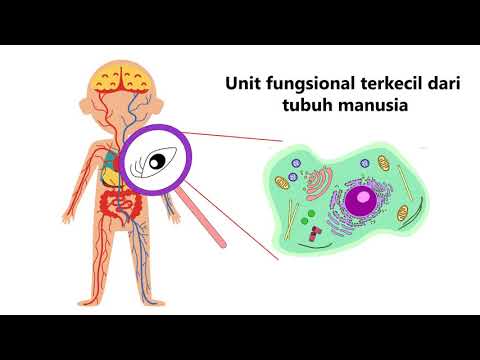 Video: RNA Imunostimulator Membawa Kepada Pemrograman Semula Fungsi Sel-sel Penindas Yang Berasal Dari Myeloid Dalam Kanser Pankreas