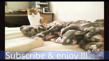 Funny cats compilation part 3
