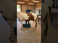 Bo is first up for Chiropractic Day! #Animalchiropractor #chiropractor