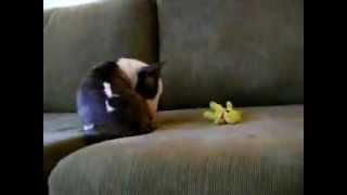 Yawara Bull Terrier - Eva Com 02 Meses