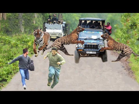 Video: Por Qué Los Turistas En La India Tienen Prohibido Visitar Las Reservas De Tigres