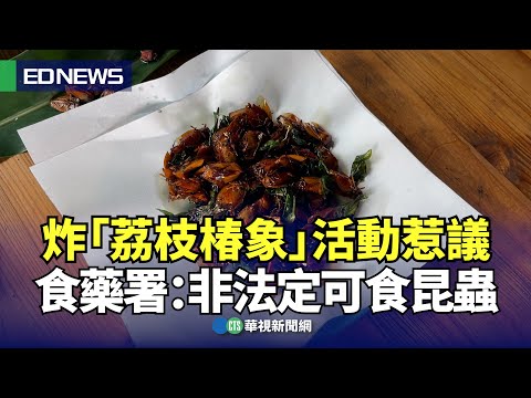 炸「荔枝椿象」活動惹議 食藥署：非法定可食昆蟲｜👍小編推新聞20240510