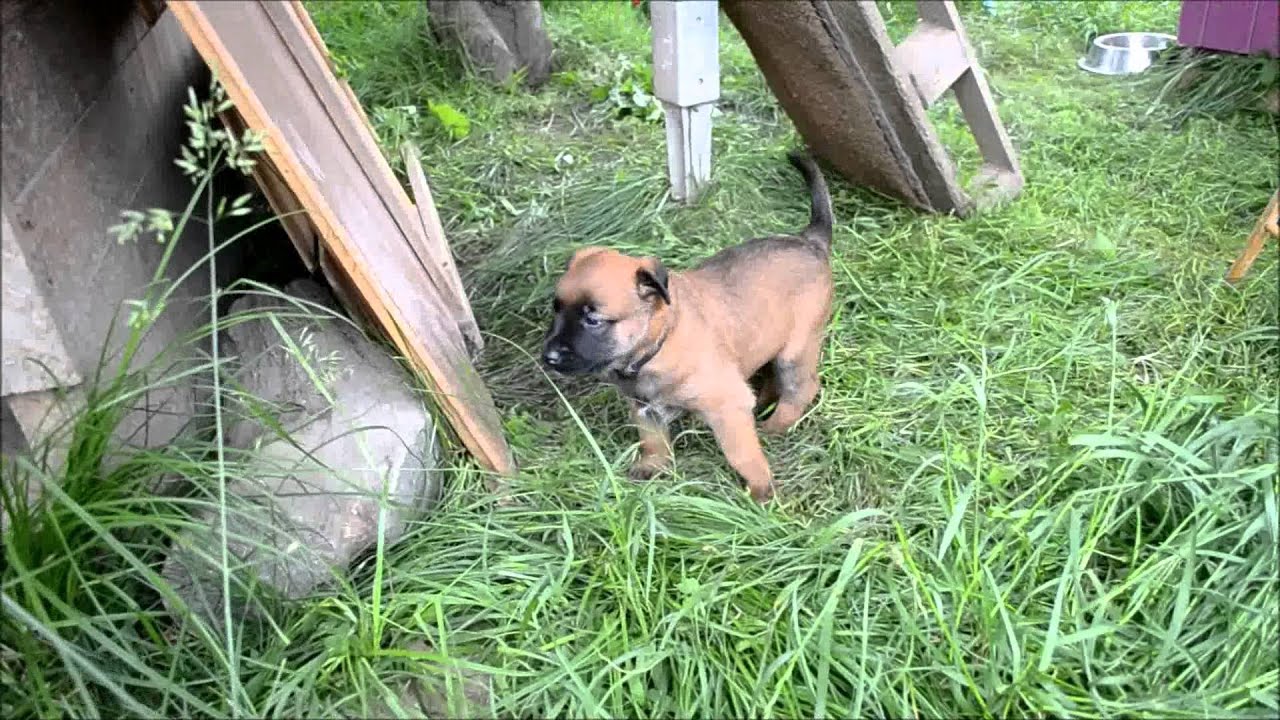 Chiots Berger Malinois Ages De 25 Jours Elevage Gaia Vlka Youtube
