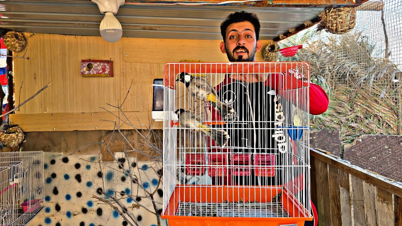 وصول زوج بلبل المحمه 😍