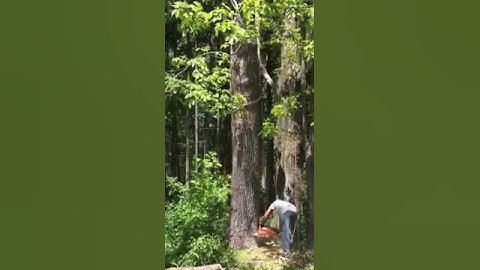 Removing trees using large crane the easy way. #treecare #crane #treeremoval #chainsawman
