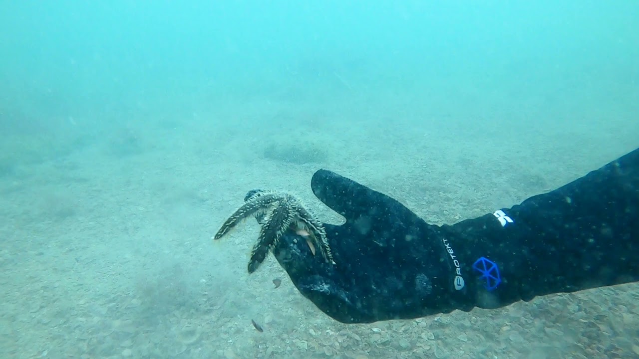 Our first megadon dive in Venice beach FL