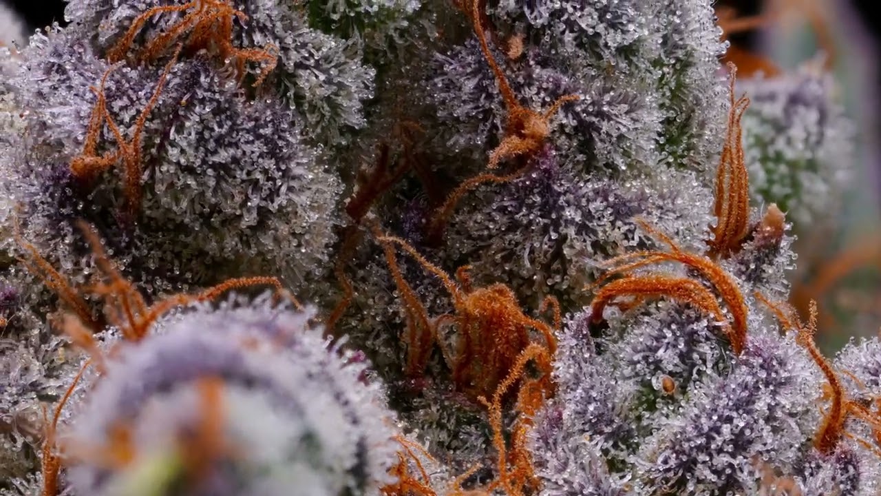 Cannabis Flower Drying Spider Mites IPM