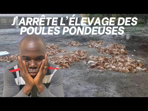 Vidéo: Les coqs devraient-ils être avec les poules pondeuses ?