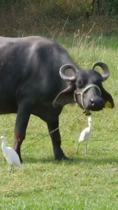 Suara hewan ternak kerbau #suarabinatang #animals #feedshorts #shortsviral #shorts #viral #fyp