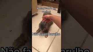 Saiba As Vantagens De Ter Um Coelho