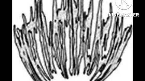 Mutilatificacion - 4 tracks promo demo