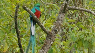 Savegre Quetzales May 9, 2024, Costa Rica