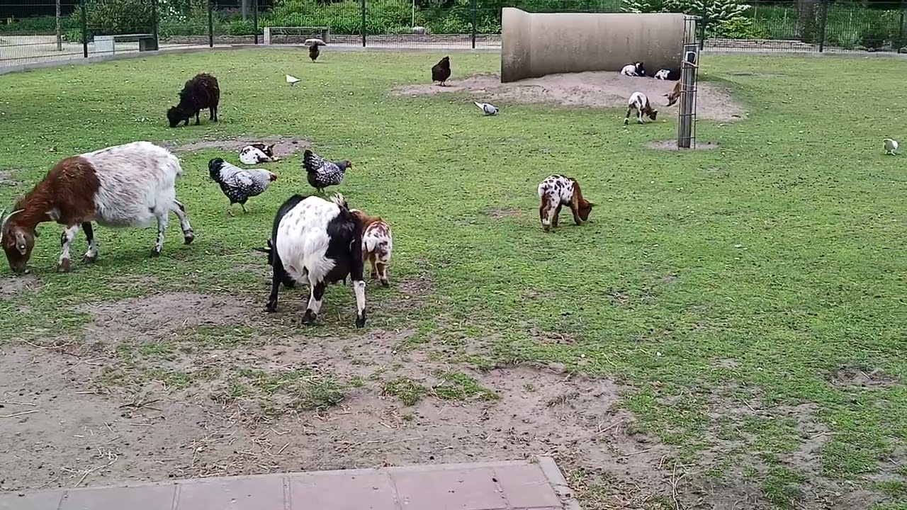 Verdorie, weer is m'n filmpje mislukt. Het ravotten staat er helemaal niet op! 😭