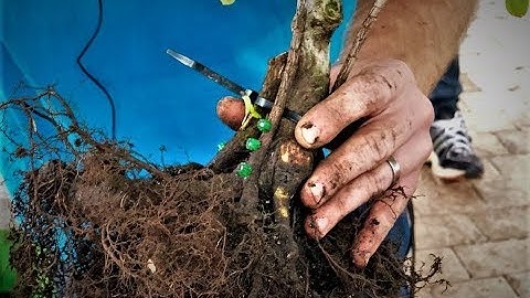 GRAFTING a bonsai to create NEBARI. Easy way to create POWERFUL NEBARI.