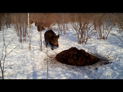 Видео: Кабаны убьют поросят?