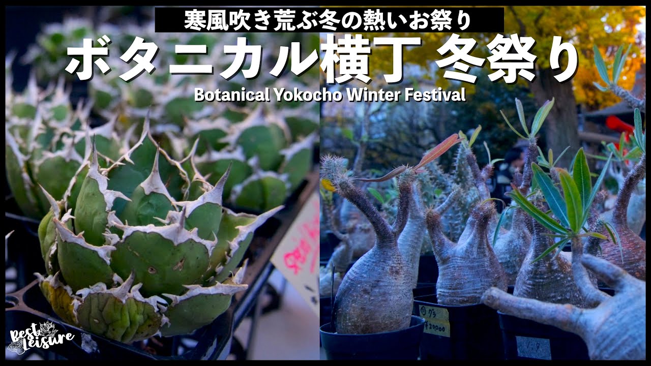 【#ボタ横】冬の植物の祭典『ボタニカル横丁 冬祭り』時間が狂おしいほど欲しくて早く帰った植物イベントは買えないものがたくさんで後悔でいっぱいでした ｜アガベ ｜塊根植物｜グラキリス｜植物イベント