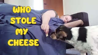Rescue Dog Stole My Cheese