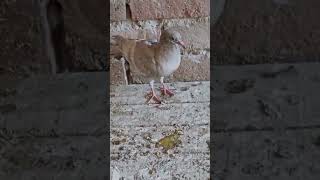 raju bhai sonipat #pigeonlaver
