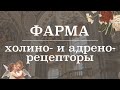 Холино- и адрено- рецепторы (расположение, эффекты) | Фармакология