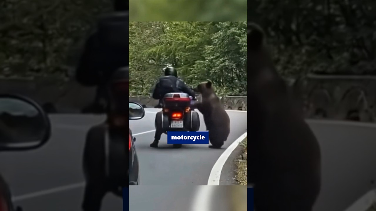 The bear rode away on a motorcycle😳