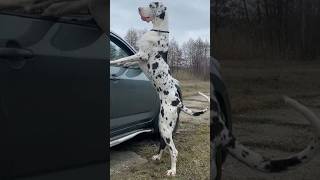 great Dane smart big breed