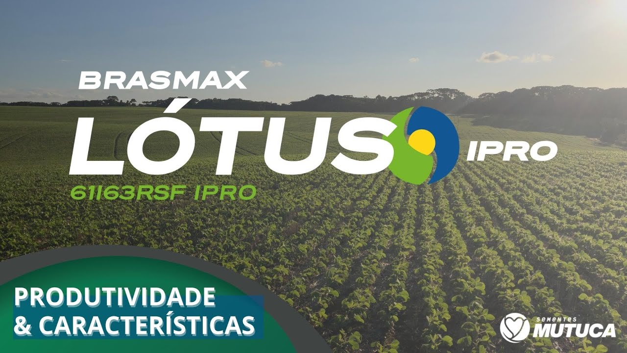 Soja Brasmax Nexus I2X - Cambé/PR [Safra 20/21] 