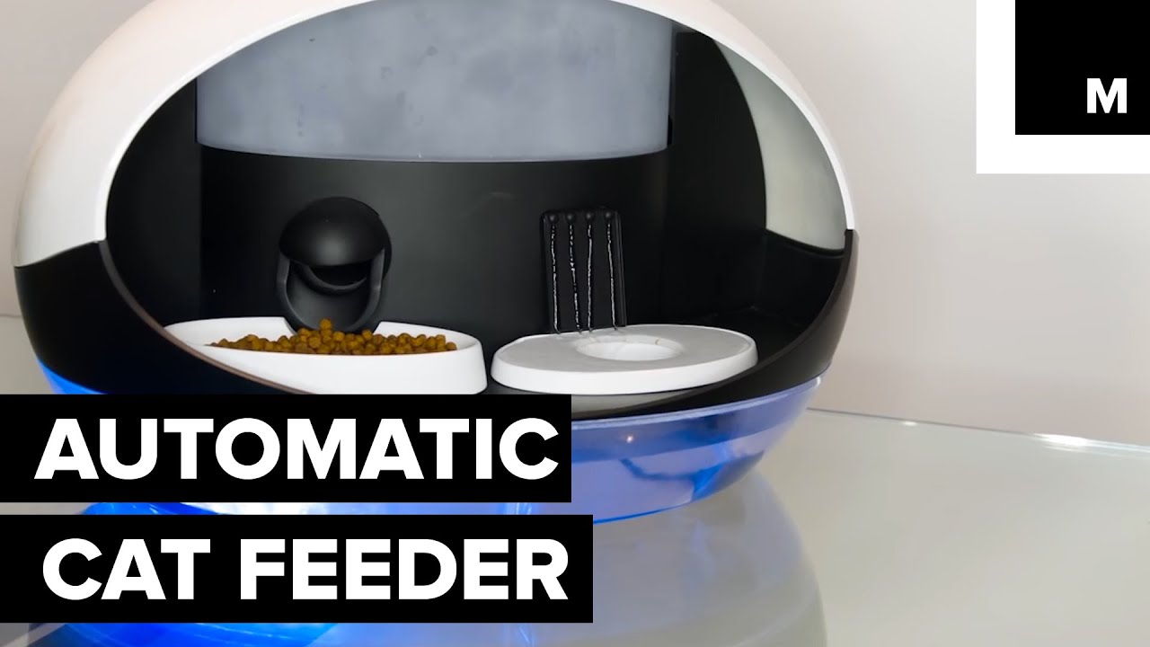 food and water dispenser for cats