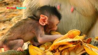 Oh, How hungry you are little Cinn eating banana/ baby monkey Cinn is absolutely overactive girl.