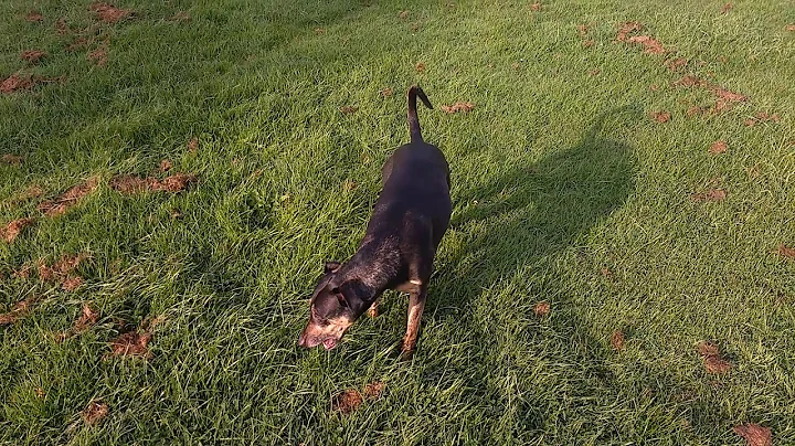 Walking the Whippet/Doberman