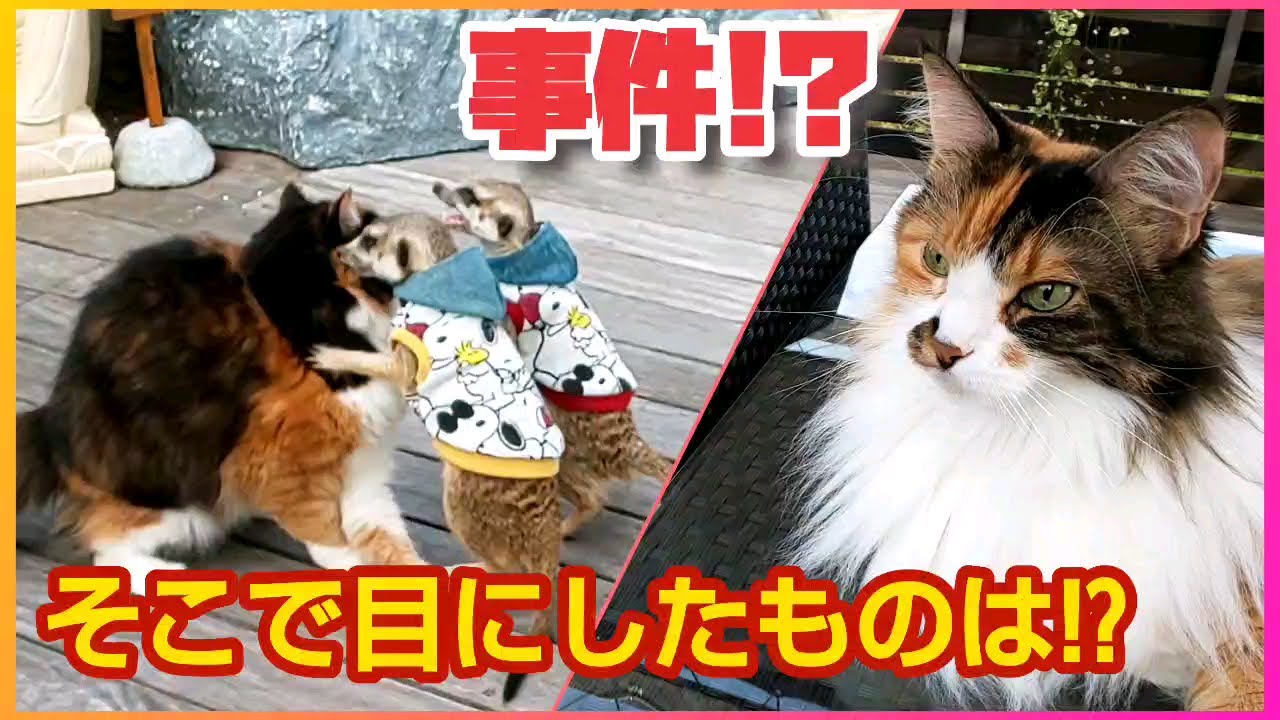 アズキとミラが消えた😰一体何が！？［ミーアキャット,猫］