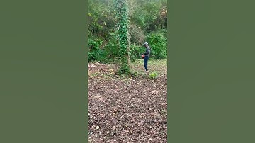 How to not cut a Tree down!! #tree #felling