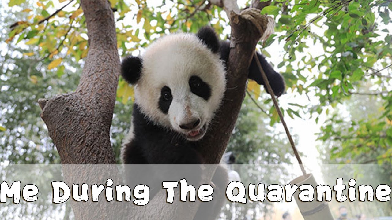 Panda Countdown Me During The Quarantine IPanda YouTube panda-countdown-me-during-the-quarantine-ipanda-youtube