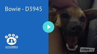 NOW ADOPTED - Bowie - D3945