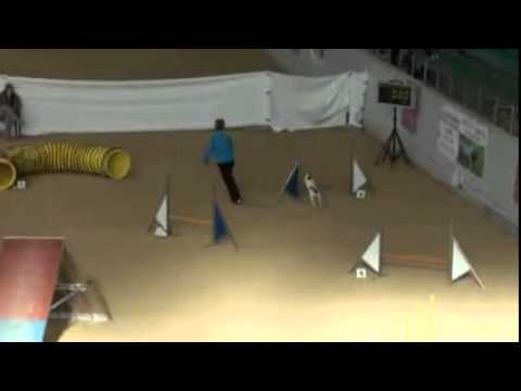 knpv berger hollandais B.A.C.K. Agility Cup 16.01.2011
