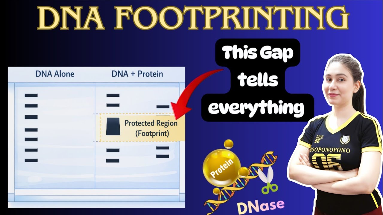 DNA Footprinting Assay | DNA Protein interaction | Techniques | Methods in biology | CSIR GATE JRF
