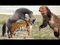 Wild Animal Video Compilation - Lion, Tiger vs Bear, Buffalo