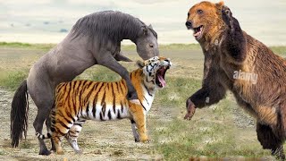 Wild Animal Video Compilation - Lion, Tiger vs Bear, Buffalo