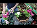 Summer colour  plant a basket stepbystep with adam pasco gardening garden