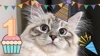 Celebrating My Cat's First Birthday by Kuku's Diary 2,046 views 3 years ago 5 minutes, 28 seconds