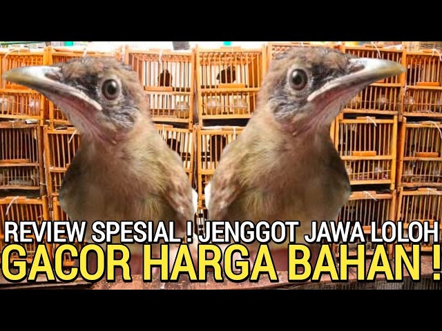 PERTAMA ADA ! JENGGOT JAWA ANAK BURUNG GACOR HARGA BAHAN DI PASAR BURUNG PRAMUKA class=