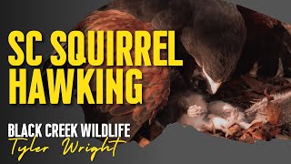 Hunting Grey Squirrel With A Harris Hawk & Decker Terrier!
