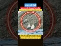 #pegion #amarnath #birds #divine #shiv #mahadev #himalayas #amarnathyatra #bhakti #god #shortvideo