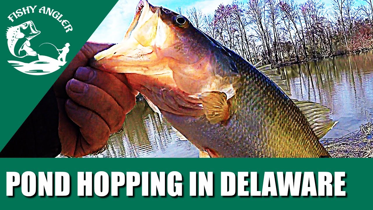 Pond hopping in Delaware. Bank fishing three ponds in one day. YouTube