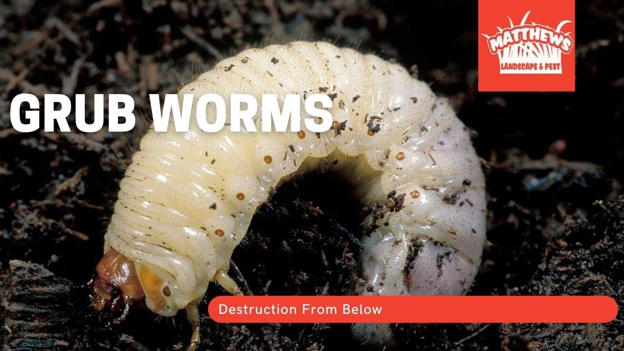 Lawn Destroyer Series: Grub Worms 