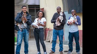25 years experience in dog breeding and still loves it.(Dog Tv Kenya Episode 7)