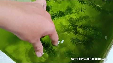 THẢ THÊM RONG ĐUÔI CHÓ VÀO THÙNG XỐP ĐỂ VỪA BẢO VỆ CÁ BẢY MÀU CON VỪA GIÚP LỌC NƯỚC