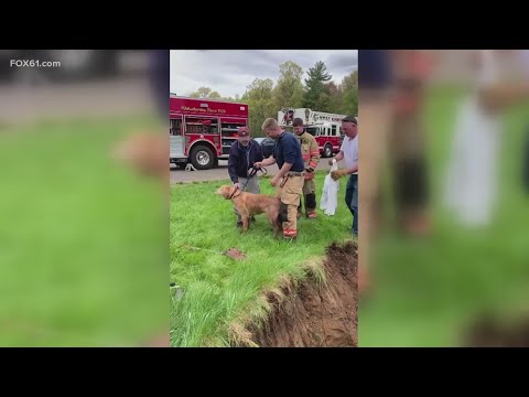 Video: Pet Scoop: Hasiči Rescue Pup z kanalizácie potrubia, Nórsko vytvára prvý Bee Highway