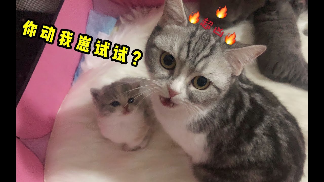 貓咪誕下4只小奶貓，鏟屎官卻總來偷奶貓玩，把貓媽急出了狗叫聲