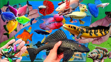 Video tổng hợp cá cảnh đẹp, vịt, vịt con, cá koi, cá trê, cá vàng, cá chép koi, tôm