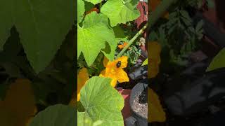 This Bee Is the Reason Your Zucchini Grows 🐝🌼”